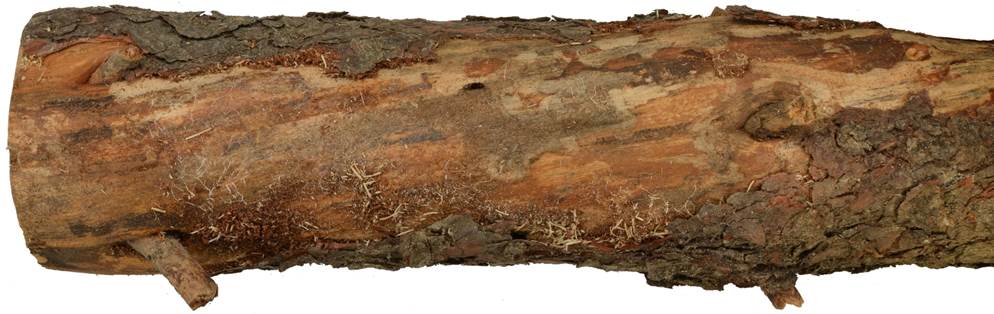 Pb CZ Pinus uncinata.JPG